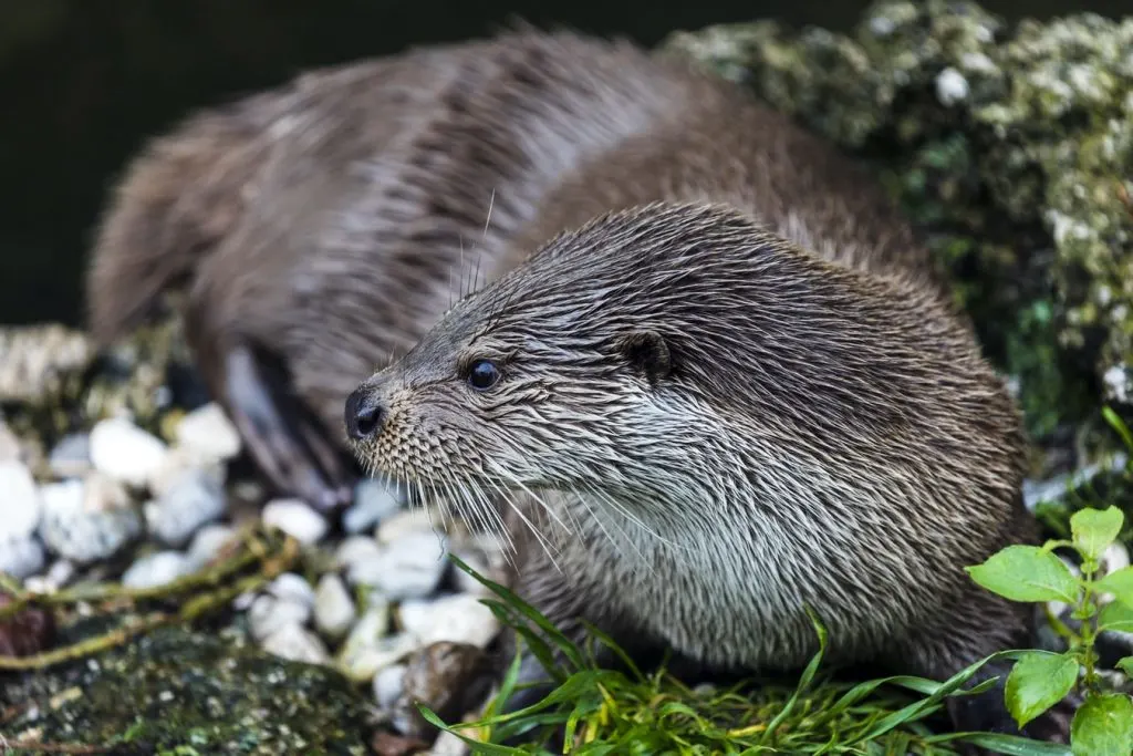 Kylerhea Otter Hide Scotland