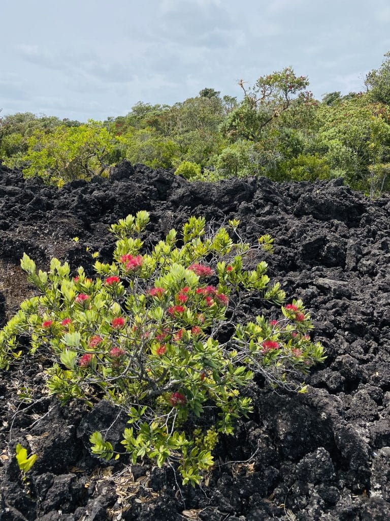 rangitoto island volcano