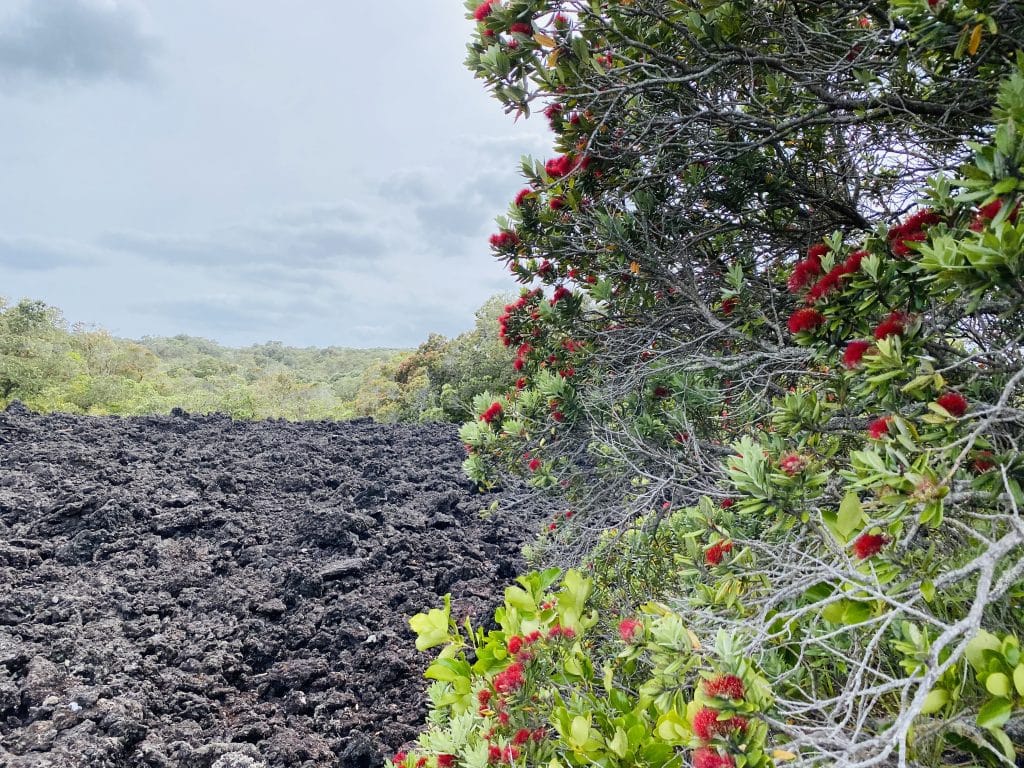 rrangitoto walk