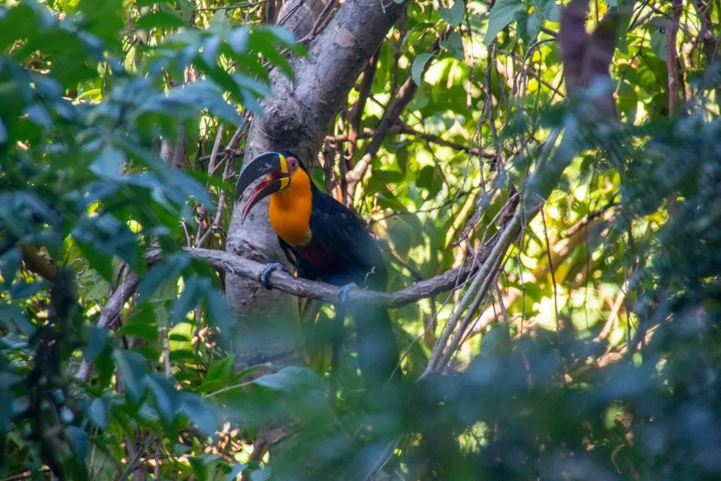 Tijuca National Park Peak Rio de Janeiro, Brazil