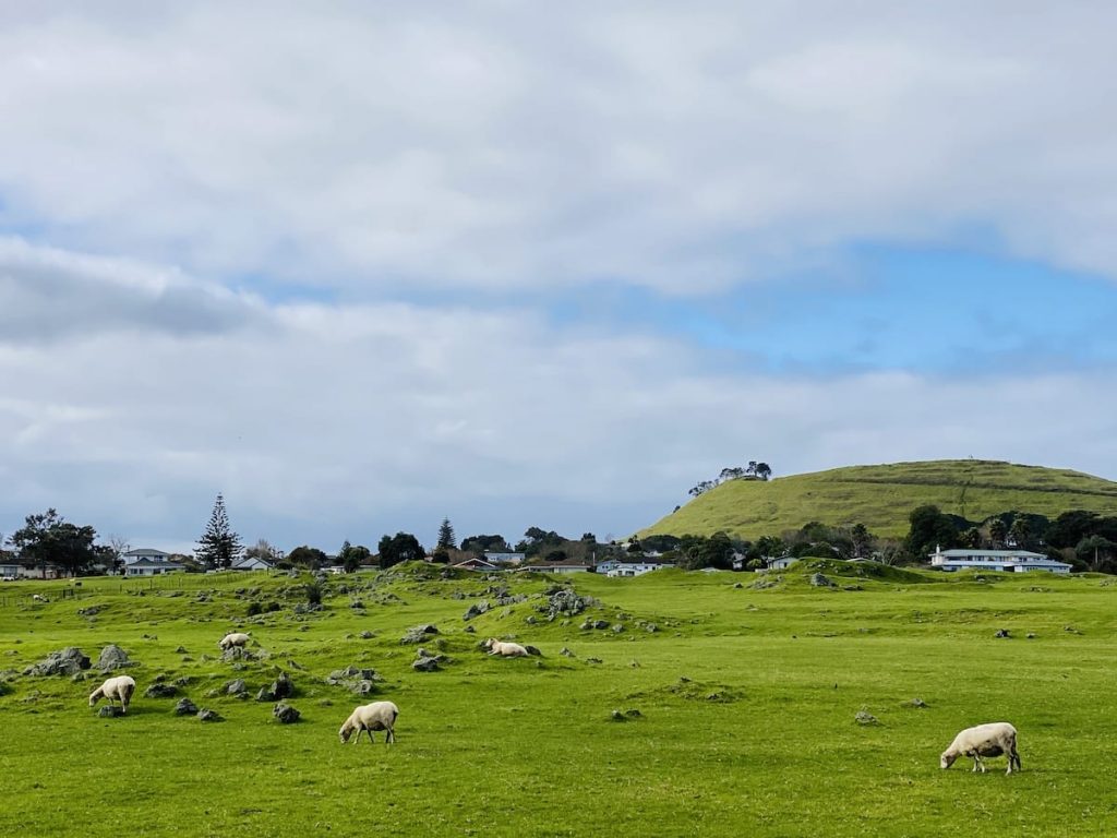 Ambury Regional Park | what to do in auckland