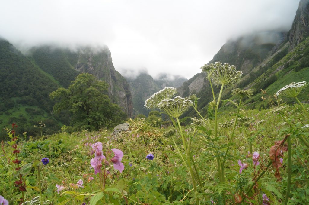 Nanda Devi and Valley of Flowers National Parks INDIA Unesco world heritage site