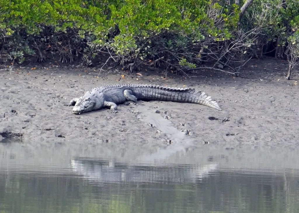 Sunderbans | Natural UNESCO World Heritage Site in Bangladesh 4