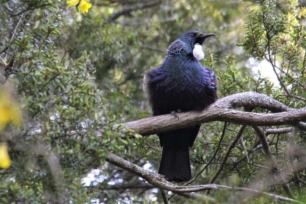 Tiritiri Matangi Island | Auckland bird song day trip