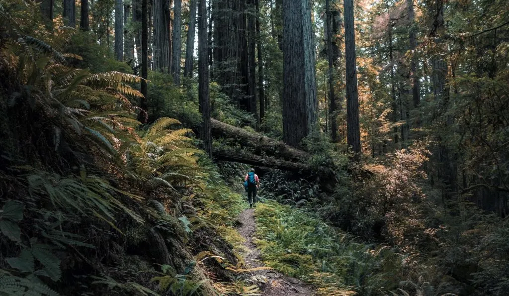 Redwood National and State Parks UNESCO World Heritage Site in California