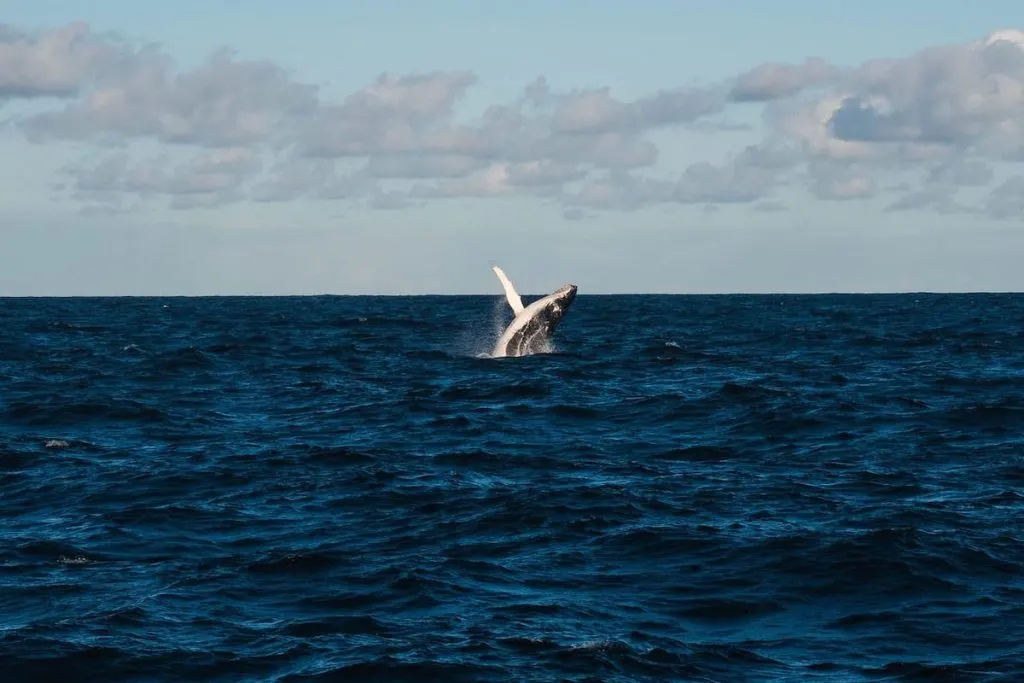 Sydney Whale Watching Tour Ideas