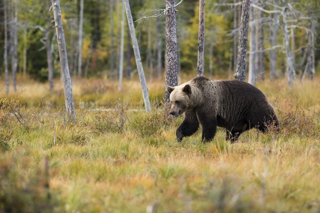 Bear Watching In Finland | top things to do in finland