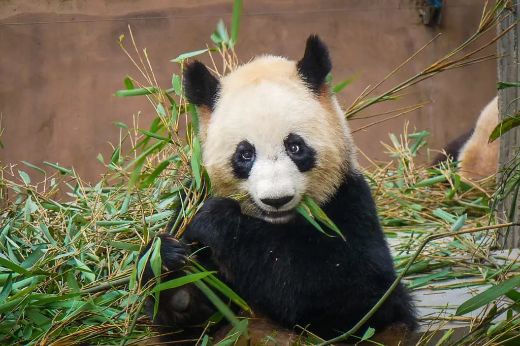 Chengdu Research Base Of Giant Panda Breeding - Famous Places In China