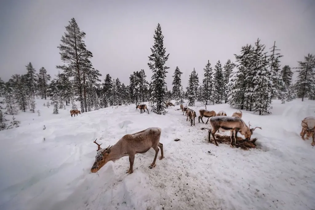 Inari Finland | Top Places To Visit in Finland