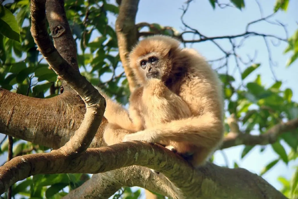 things to do in thailand - Khao Yai National Park White Handed Gibbon