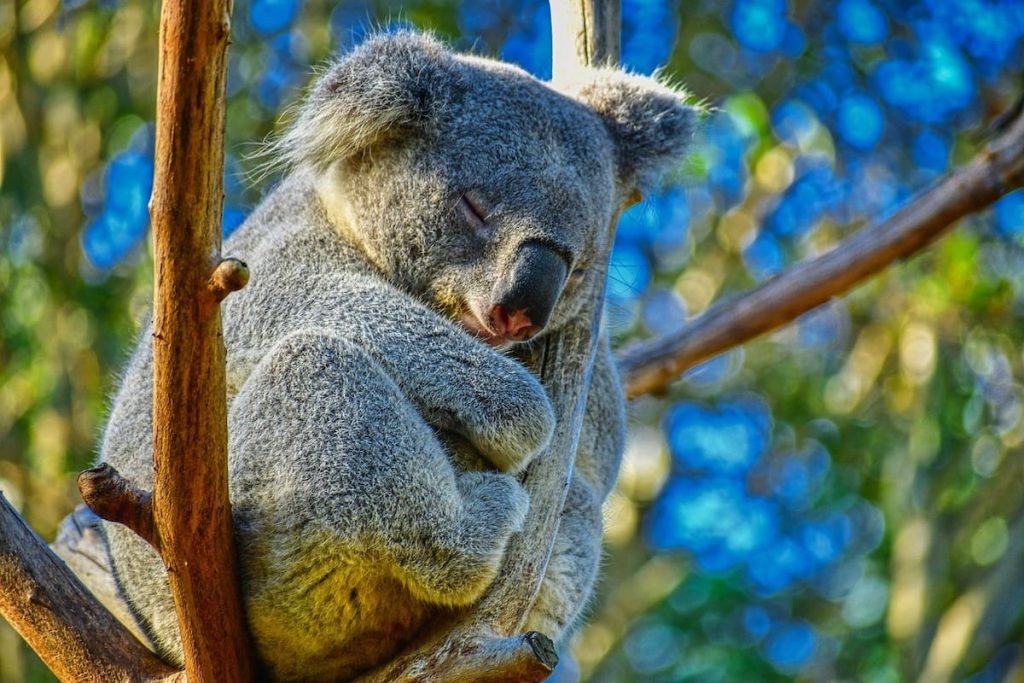 Lone Pine Koala Sanctuary - brisbane attractions