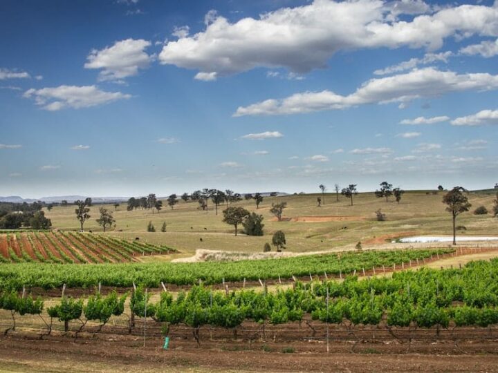 The Ultimate Hunter Valley Travel Bucket List!