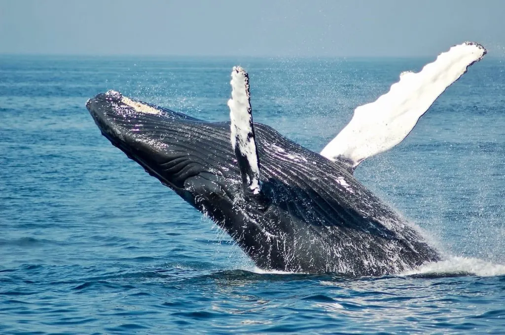 Whale Watching day trip from brisbane