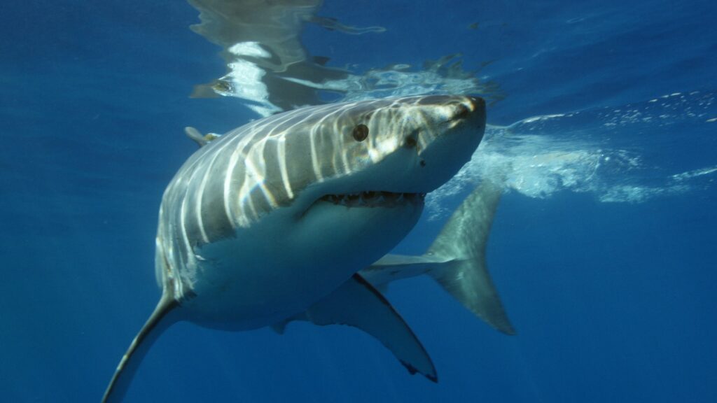Brave A Shark Cage Dive For A Once-In-A-Lifetime Experience
