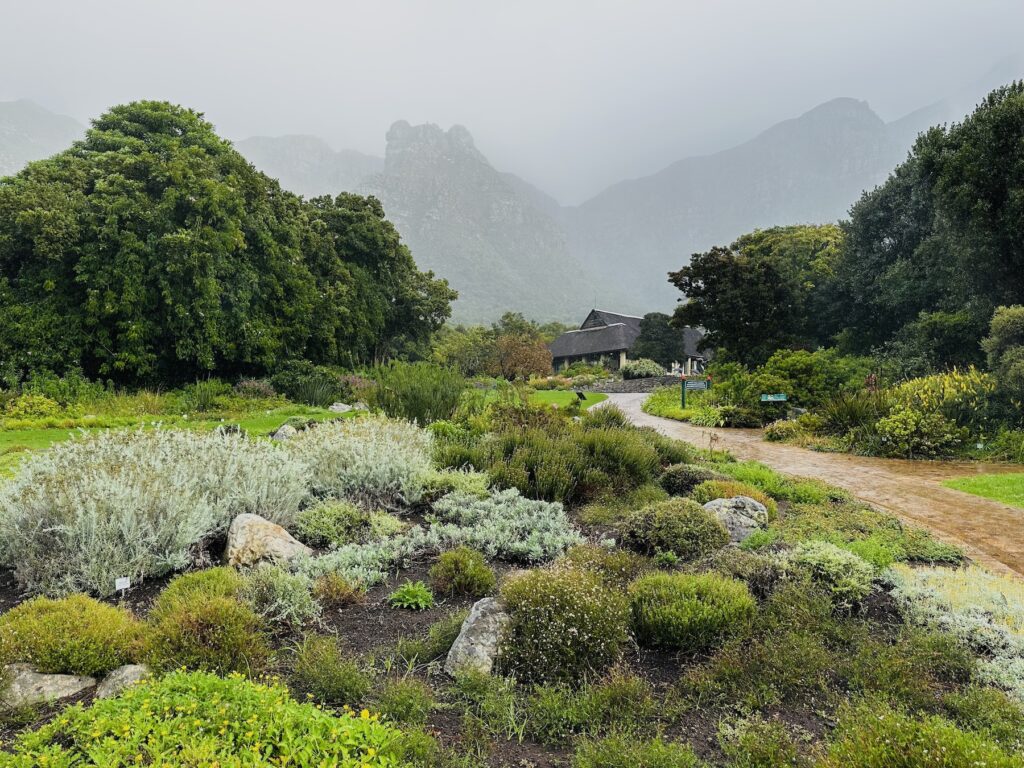 Explore The Beautiful Botanical Gardens Of Kirstenbosch