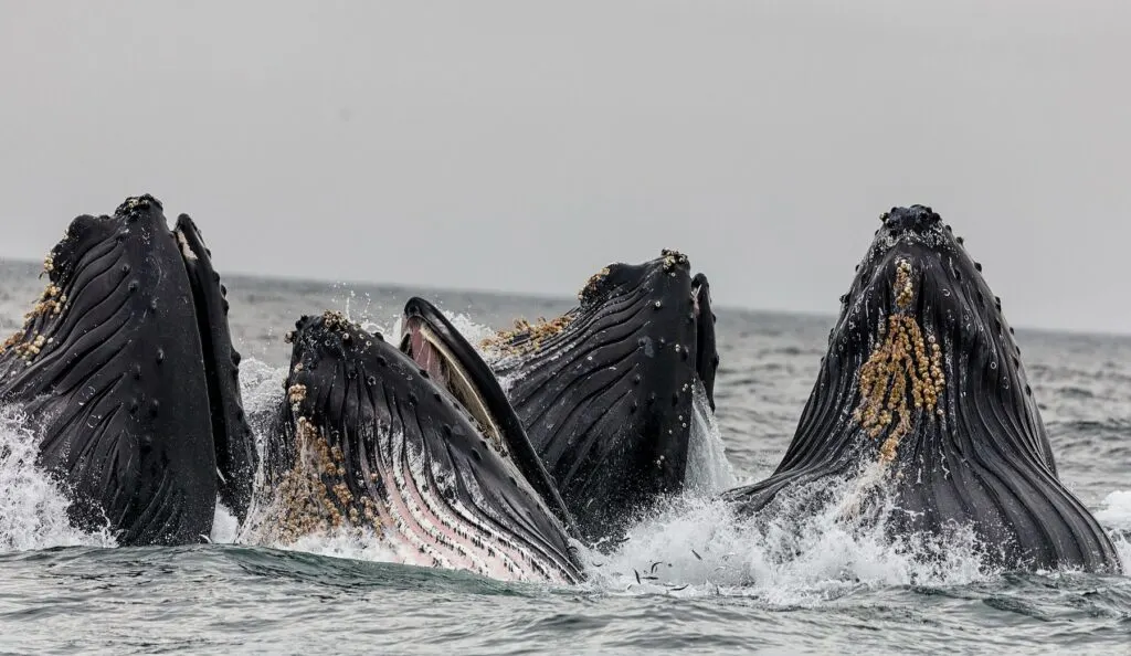 Embark On A Hermanus Whale Watching Boat Trip From Cape Town