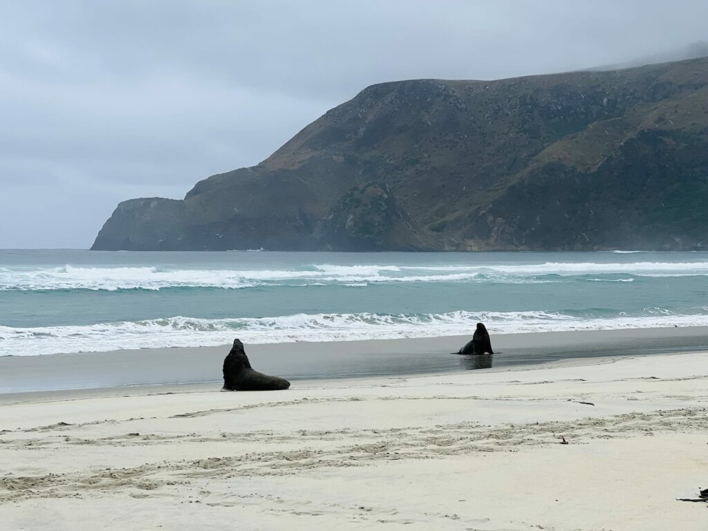 Other Highlights Of The Otago Peninsula 