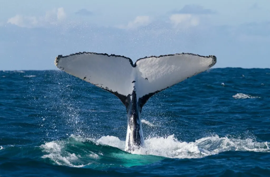 San Diego Whale Watching Cruise