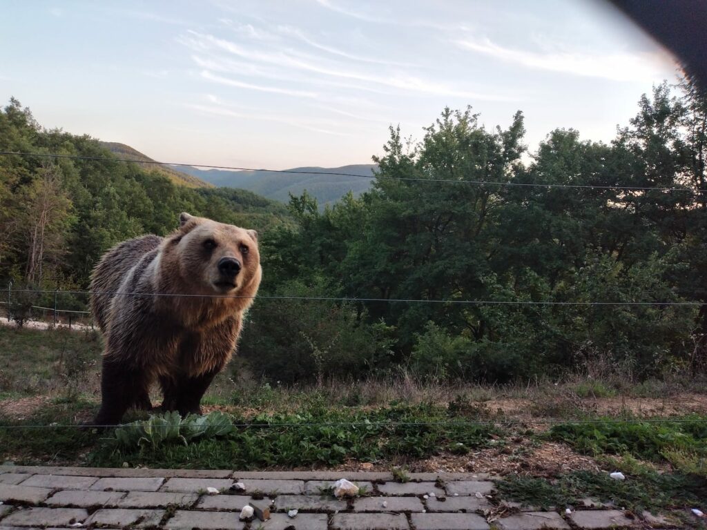 The Bear Sanctuary in Pristina