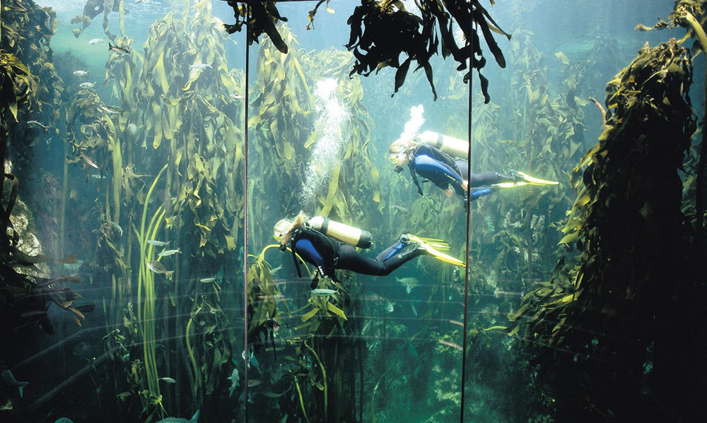 Two Oceans Aquarium - fun things to do in cape town