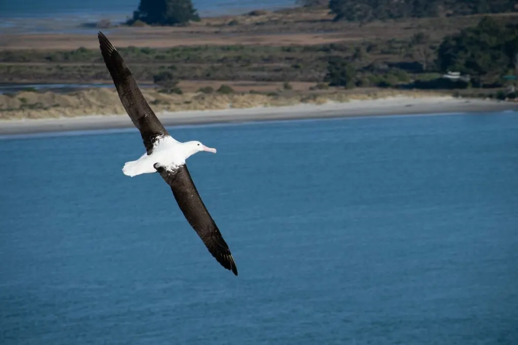 Why You Absolutely Need To Visit The Taiaroa Head and The Royal Albatross Centre When Visiting Dunedin