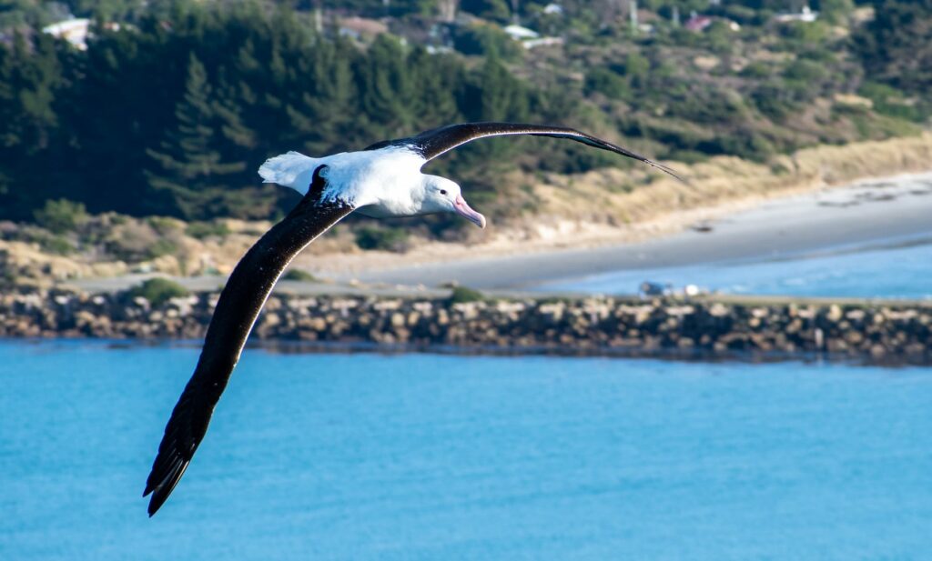 Why You Absolutely Need To Visit The Taiaroa Head and The Royal Albatross Centre When Visiting Dunedin