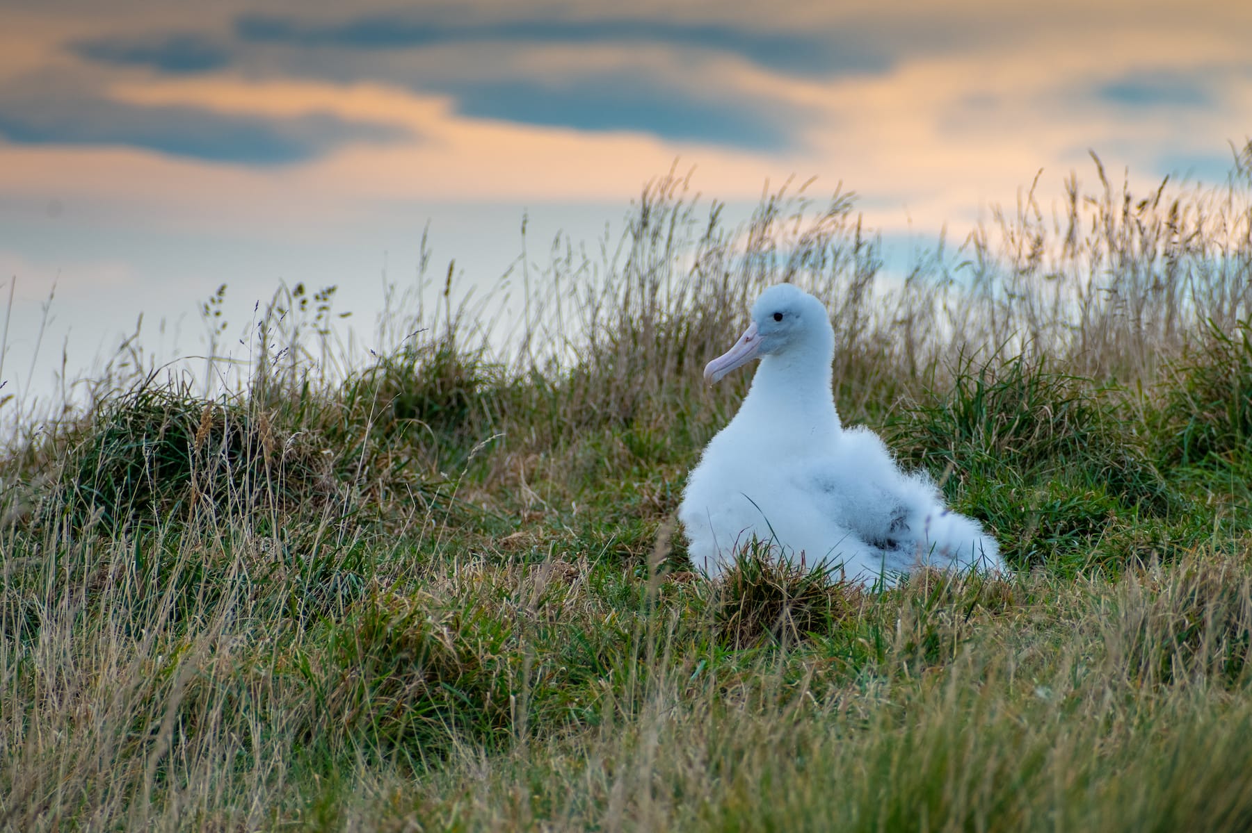 Why You Absolutely Need To Visit The Taiaroa Head and The Royal Albatross Centre When Visiting Dunedin!