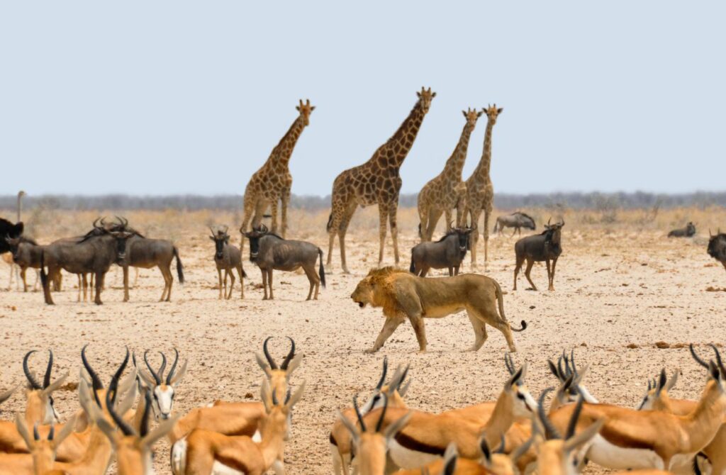 best tour operators in Namibia - best Namibia tour package - best tours in Namibia - best tour companies in Namibia - best Namibia tours